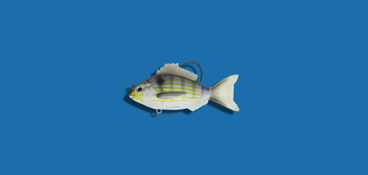 Live Target Pinfish