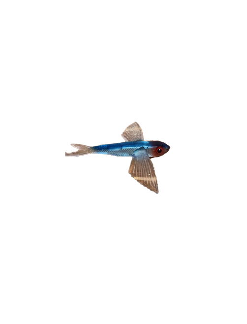 can you troll flying fish lures with out a kite Boone 8" Flying Fish Unrigged