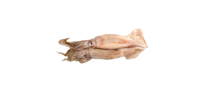 Swordfish Squid