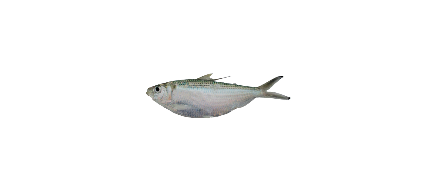 Thread Herring