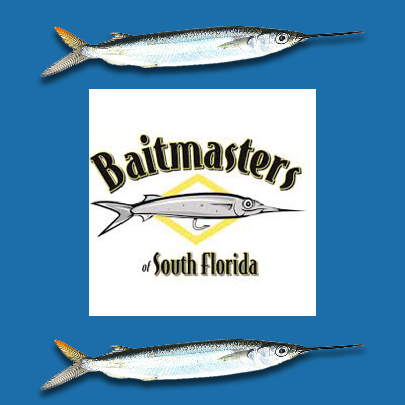 ballyhoo reel big fish durty nellies october 16 Baitmasters Ballyhoo Rigged