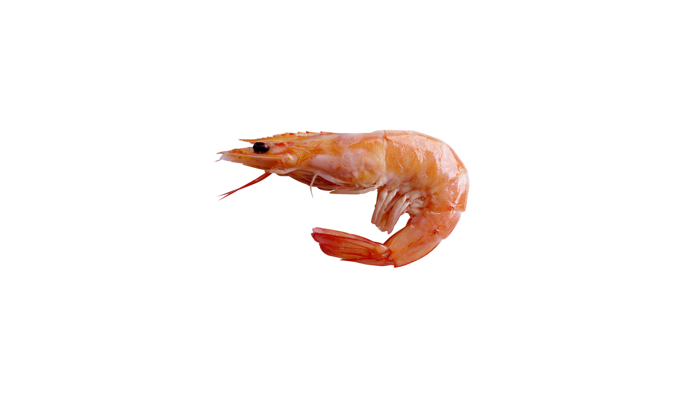 Shrimp