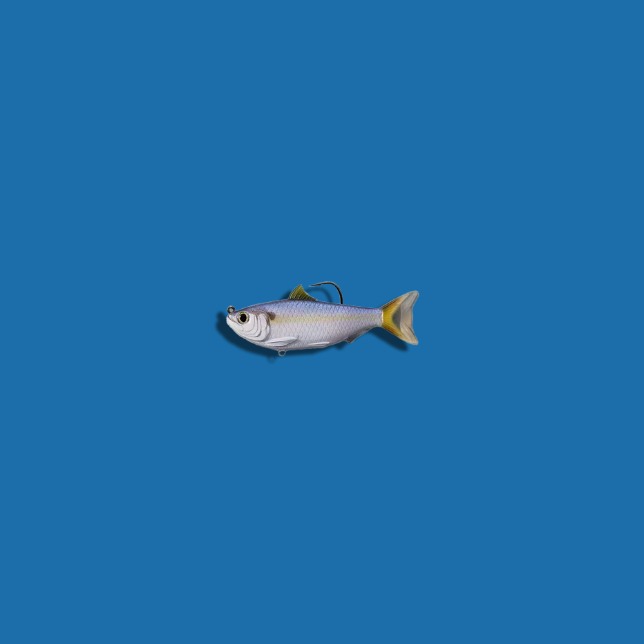 Live Target Threadfin shad