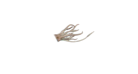 Squid Tentacles