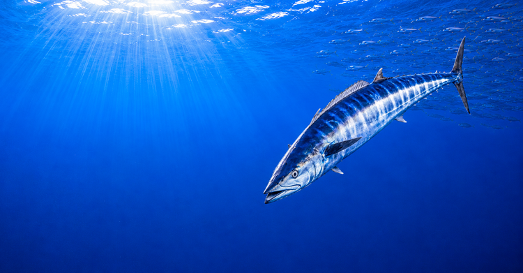 Wahoo fishing tackle — offshore trolling lures, premade rigs, leader, and accessories