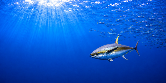 Tuna