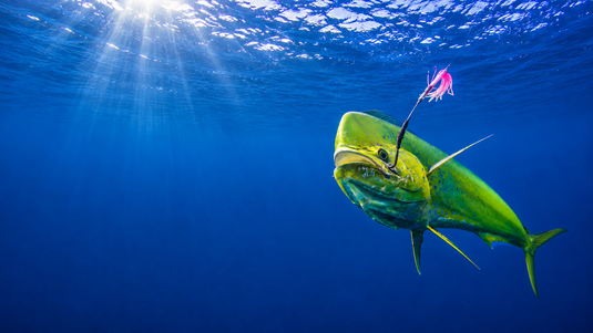 Mahi-mahi fishing tackle including trolling lures, hooks, leader, and rigging gear for offshore fishing