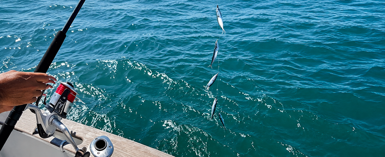 Live Bait & Bait Catching