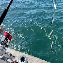 Bait Catching