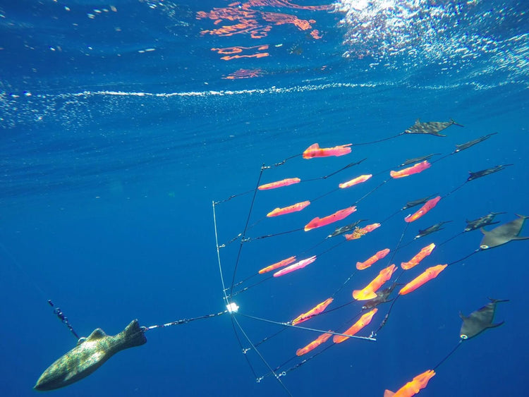 Dredge Fishing
