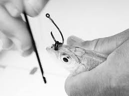 Live Bait Accessories