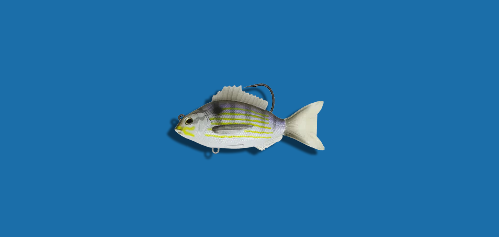 Live Target Pinfish