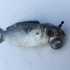 EZ-Bait Rigging Swivel