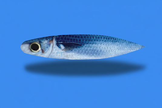 FIRETAILZ 11