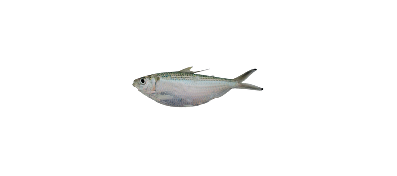 Load image into Gallery viewer, Thread Herring
