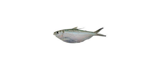 Thread Herring