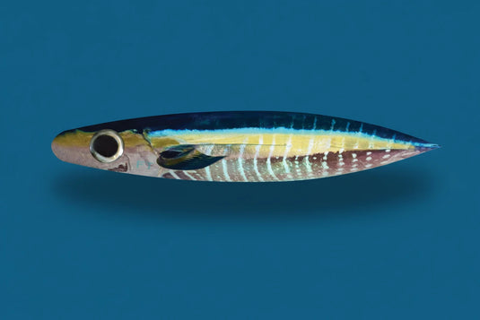 FIRETAILZ 14” Tuna Dredge Strips