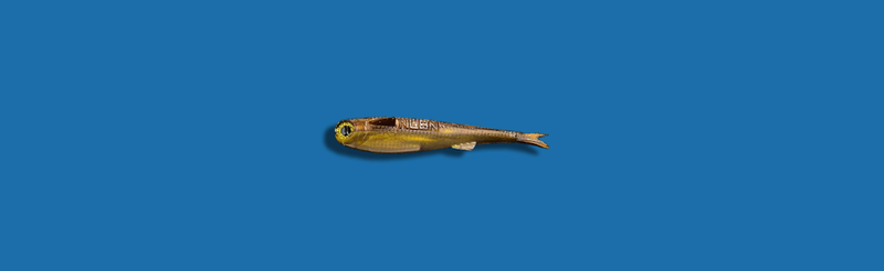 Load image into Gallery viewer, NLBN Mini Mullet 4"
