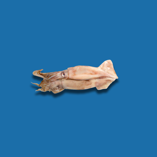 Swordfish Squid