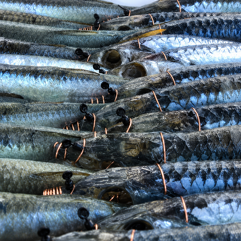 Load image into Gallery viewer, Baitfish rigged with EZ-Bait Rigging Swivels and copper wire for offshore fishing
