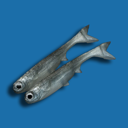 NLBN “K” Tail