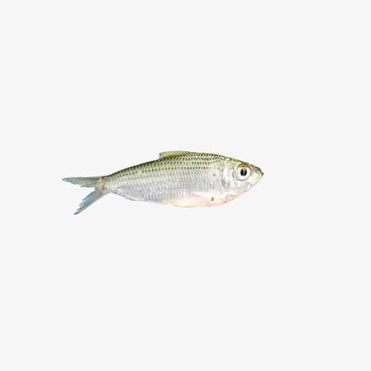 Pilchard