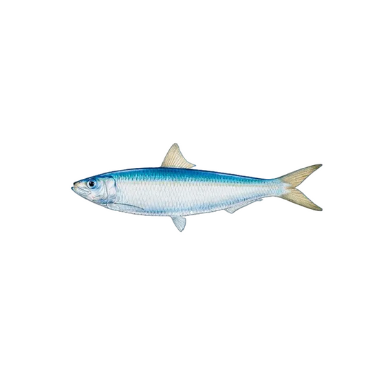 Spanish Sardines