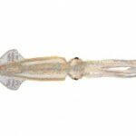 Mold Craft 9